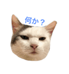 猫の もなかだよ！（個別スタンプ：27）