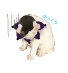 猫の もなかだよ！（個別スタンプ：29）