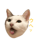 猫の もなかだよ！（個別スタンプ：31）