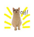 猫の もなかだよ！（個別スタンプ：32）