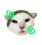 猫の もなかだよ！（個別スタンプ：33）