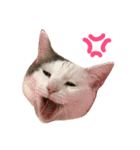 猫の もなかだよ！（個別スタンプ：34）