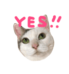 猫の もなかだよ！（個別スタンプ：35）