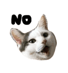 猫の もなかだよ！（個別スタンプ：36）