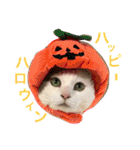 猫の もなかだよ！（個別スタンプ：37）