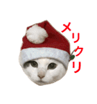 猫の もなかだよ！（個別スタンプ：38）