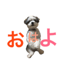 わが家のくうたん（個別スタンプ：8）