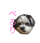 わが家のくうたん（個別スタンプ：9）
