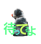 わが家のくうたん（個別スタンプ：13）