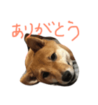 豆柴ケンの1日⁉️vol.2（個別スタンプ：15）