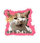 かわいいチビ（個別スタンプ：2）