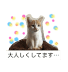かわいいチビ（個別スタンプ：4）