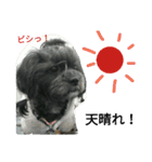 qoo's（個別スタンプ：13）