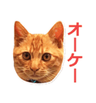 茶トラ猫の茶男(チャオ)くんスタンプ（個別スタンプ：1）