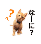 茶トラ猫の茶男(チャオ)くんスタンプ（個別スタンプ：2）