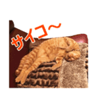 茶トラ猫の茶男(チャオ)くんスタンプ（個別スタンプ：3）