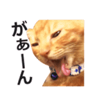 茶トラ猫の茶男(チャオ)くんスタンプ（個別スタンプ：5）