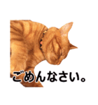 茶トラ猫の茶男(チャオ)くんスタンプ（個別スタンプ：6）