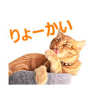 茶トラ猫の茶男(チャオ)くんスタンプ（個別スタンプ：8）