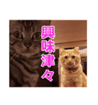 茶トラ猫の茶男(チャオ)くんスタンプ（個別スタンプ：9）