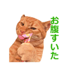 茶トラ猫の茶男(チャオ)くんスタンプ（個別スタンプ：11）