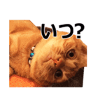 茶トラ猫の茶男(チャオ)くんスタンプ（個別スタンプ：12）