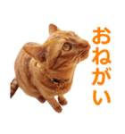 茶トラ猫の茶男(チャオ)くんスタンプ（個別スタンプ：16）