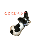 ペット心（個別スタンプ：1）