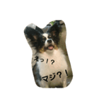 ペット心（個別スタンプ：5）
