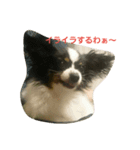 ペット心（個別スタンプ：6）