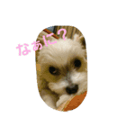 ペット心（個別スタンプ：8）