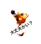 ジャックラッセルの愛しのジャムさん。（個別スタンプ：1）
