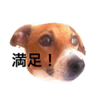 ジャックラッセルの愛しのジャムさん。（個別スタンプ：4）