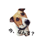 ジャックラッセルの愛しのジャムさん。（個別スタンプ：10）