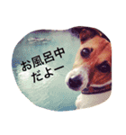 ジャックラッセルの愛しのジャムさん。（個別スタンプ：15）