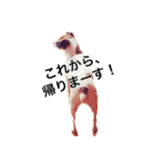 ジャックラッセルの愛しのジャムさん。（個別スタンプ：22）