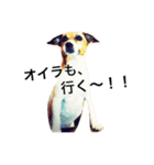 ジャックラッセルの愛しのジャムさん。（個別スタンプ：32）