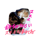 我が家のラブくん。（個別スタンプ：1）