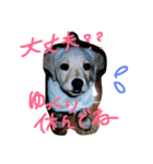 我が家のラブくん。（個別スタンプ：2）