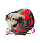 我が家のラブくん。（個別スタンプ：4）