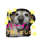我が家のラブくん。（個別スタンプ：5）
