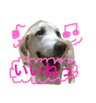 我が家のラブくん。（個別スタンプ：7）