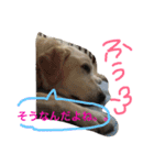 我が家のラブくん。（個別スタンプ：8）