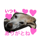 我が家のラブくん。（個別スタンプ：9）
