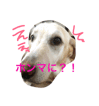 我が家のラブくん。（個別スタンプ：10）