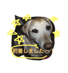 我が家のラブくん。（個別スタンプ：13）