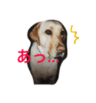 我が家のラブくん。（個別スタンプ：15）