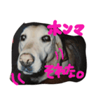 我が家のラブくん。（個別スタンプ：16）