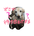 我が家のラブくん。（個別スタンプ：17）