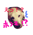 我が家のラブくん。（個別スタンプ：24）